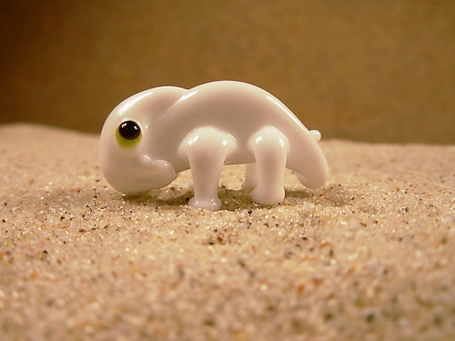 Chameleon bílý — foto 4