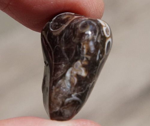 Turritella (23 mm) D9106 — foto 3