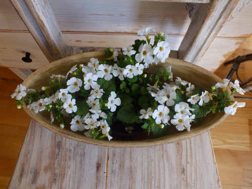 Obal na kytky — foto 3