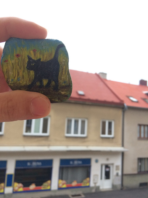 Kočičí procházka — foto 2