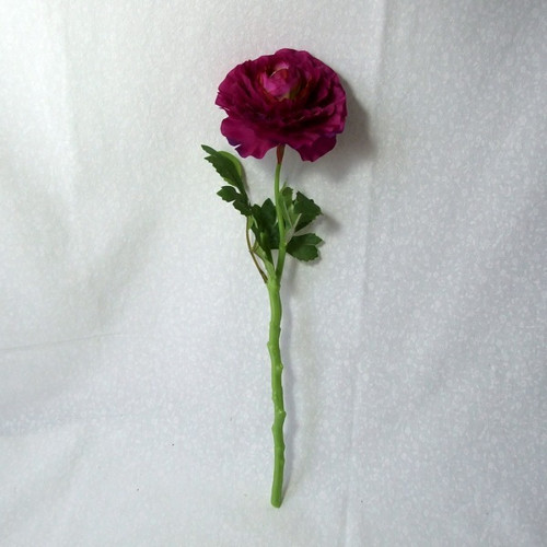 Pryskyřník purpurový — foto 2