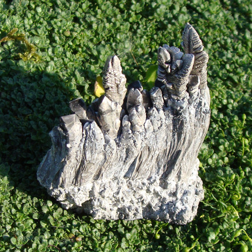 Stříbrné kapradí — foto 2