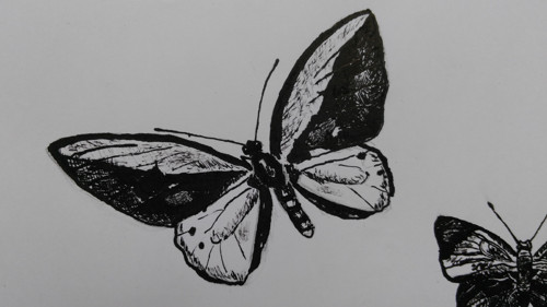 Motýlí rodinka — foto 2