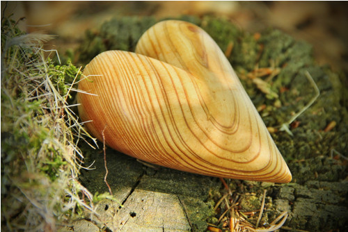 Borovicové dlachňadlo — foto 2