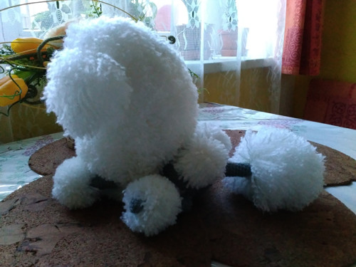 Pudl královský-na objednávku — foto 2