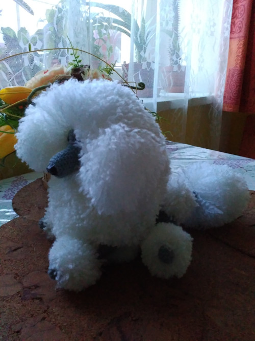 Pudl královský-na objednávku — foto 4