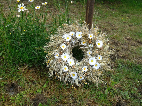 Kopretiny — foto 2