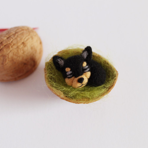 Mini čivava do skořápky — foto 2
