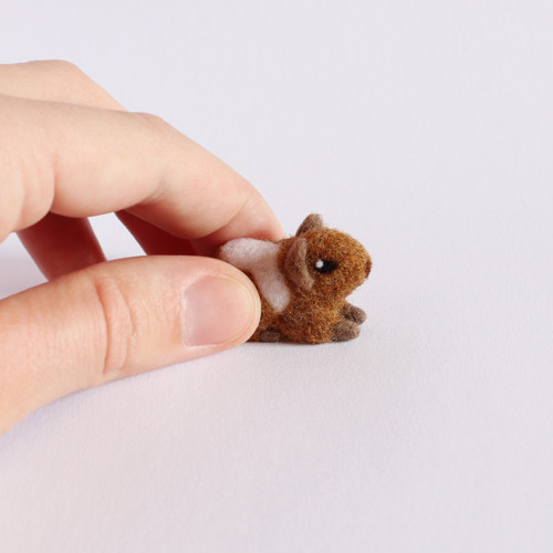 Mini morčátko strakaté — foto 2
