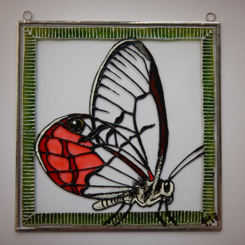Cithaerias pireta — foto 4