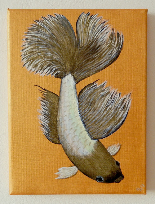 Betta bojovnice duhová — foto 2