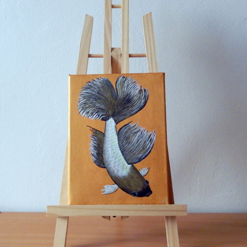 Betta bojovnice duhová — foto 3