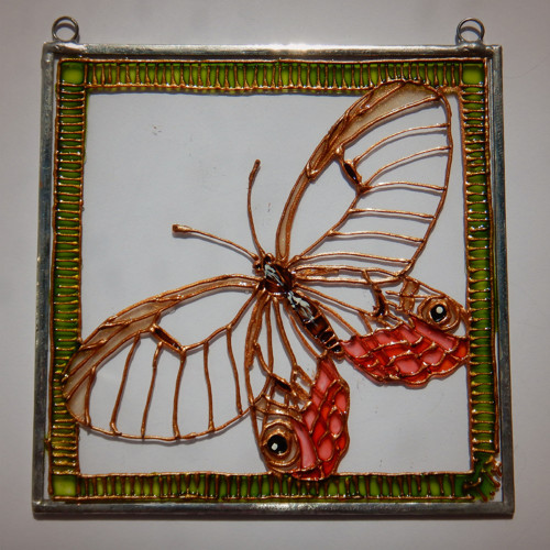Cithaerias pireta II. — foto 2