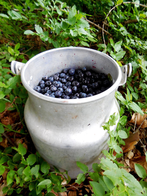 Borůvkový džem plný borůvek-280 g — foto 3