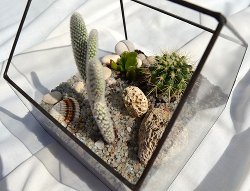 Florarium "Domeček" — foto 4