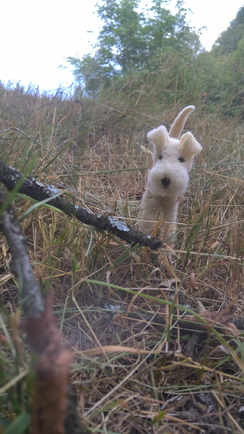 Foxík — foto 2