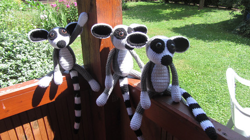 Háčkovaná partička lemurů — foto 3