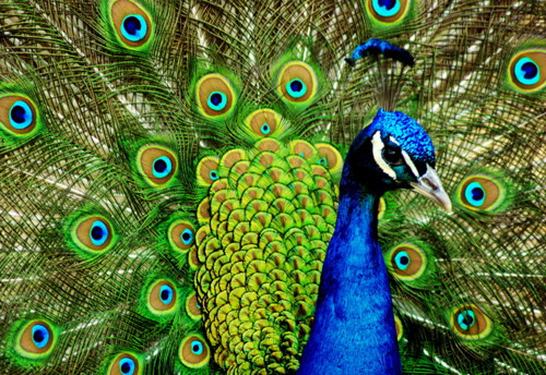 Náhrdelník PEACOCK — foto 3