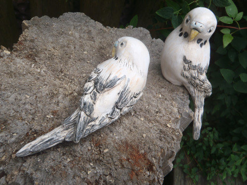 Andulka nakloněná — foto 3