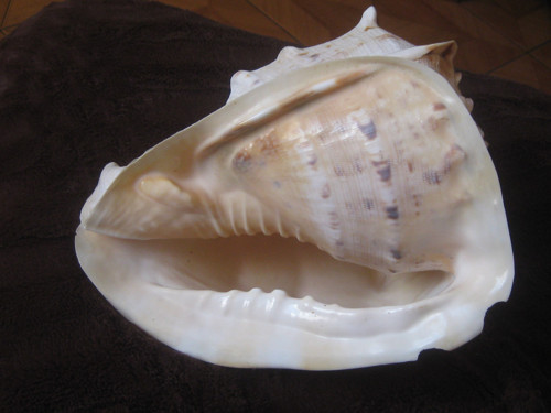 Obří lastura — foto 5