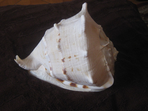 Obří lastura — foto 6