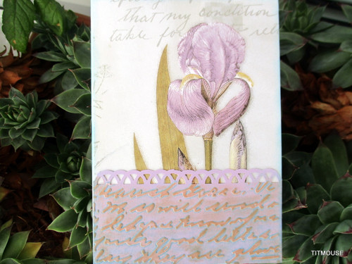 Iris — foto 2