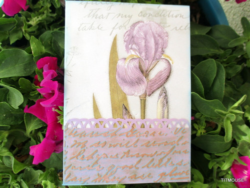 Iris — foto 3