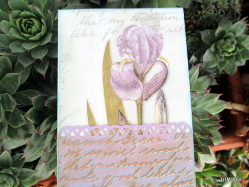 Iris — foto 4