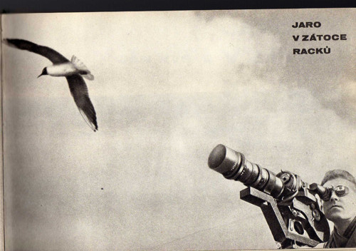 Jaro v zátoce racků - Jan Rys — foto 2