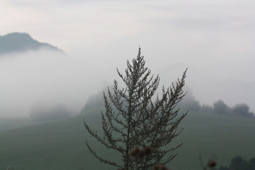 Podzimní ráno ... (30 x 40 cm). — foto 2