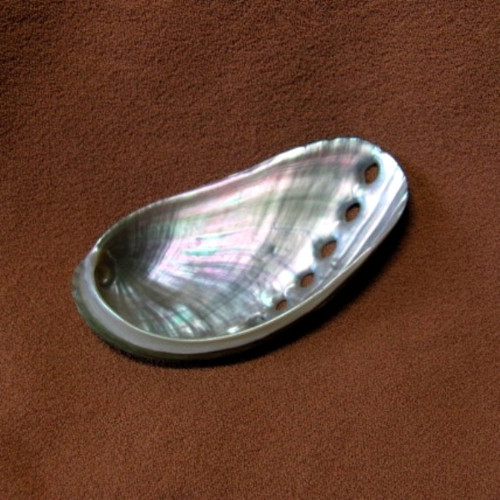 Mušlička Haliotidae - haliotis asimina — foto 2