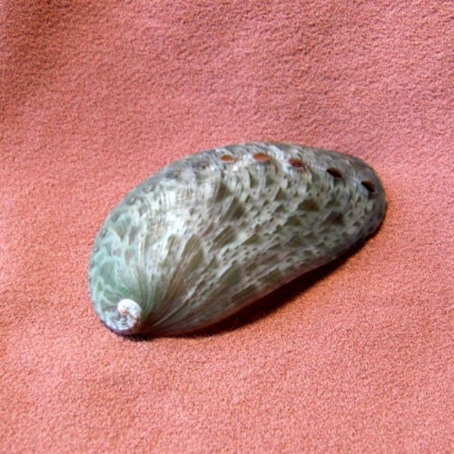 Mušlička Haliotidae - haliotis asimina — foto 3