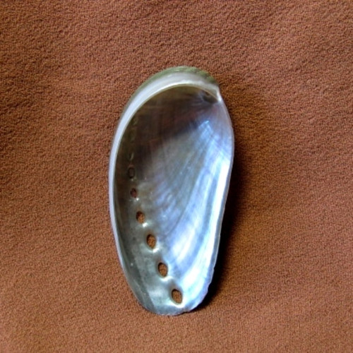 Mušlička Haliotidae - haliotis asimina — foto 5