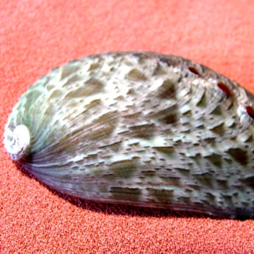 Mušlička Haliotidae - haliotis asimina — foto 6