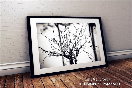 Kořeny vzhůru — foto 2