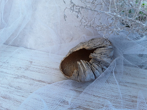 Betonová lastura — foto 2