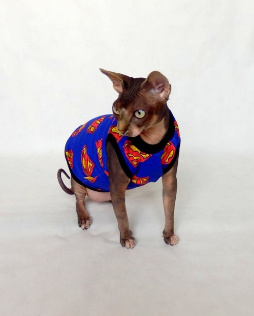 SuperSphynx — foto 2