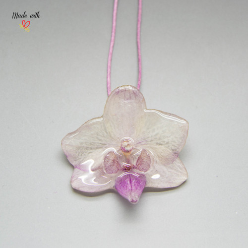 Phalaenopsis malá fialová — foto 3