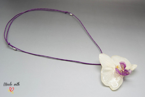 Phalaenopsis II. — foto 2