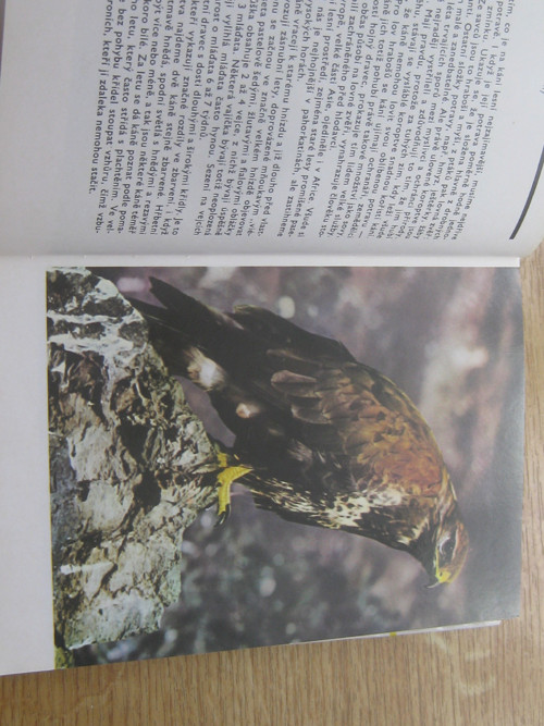 Kapesní atlas ptáků — foto 2