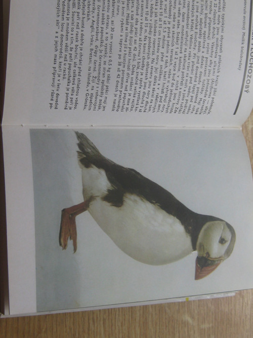 Kapesní atlas ptáků — foto 3