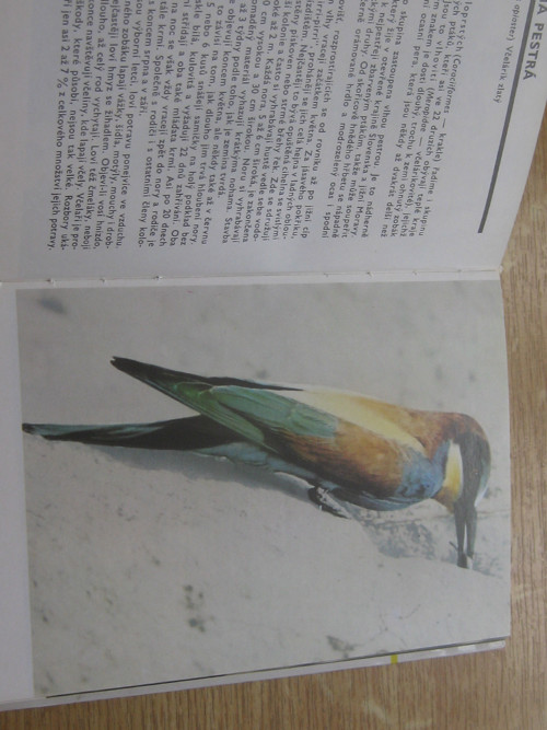 Kapesní atlas ptáků — foto 5