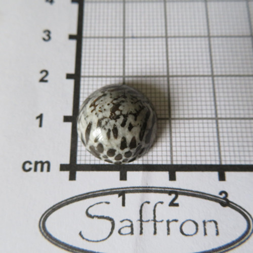 Bryozoan Kabošon č.03 — foto 2
