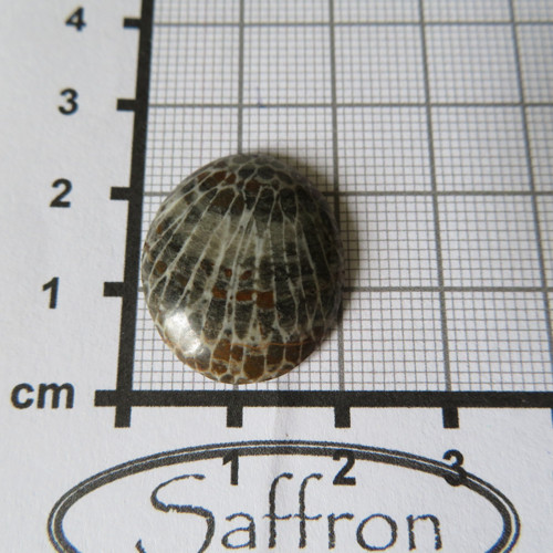 R Bryozoan Kabošon č.04 — foto 2