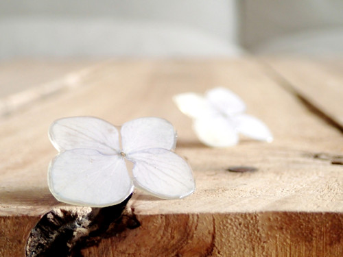 Hortensia — foto 3