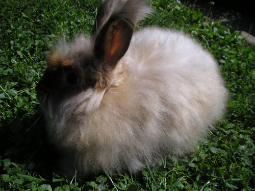 Angora — foto 2