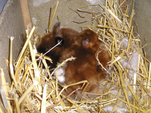 Angora — foto 3