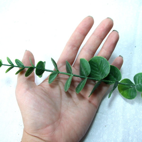 Eucalyptus 40 cm — foto 3