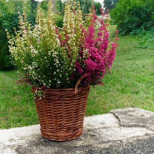 Když kvete vřes - koš — foto 4