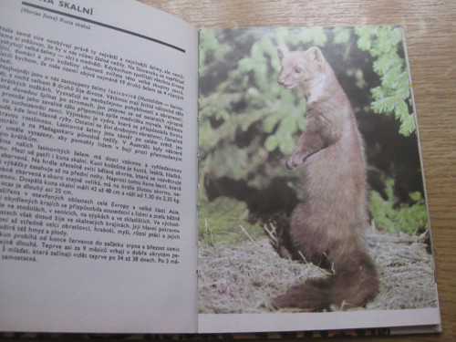 Kniha - Kapesní atlas savců — foto 5